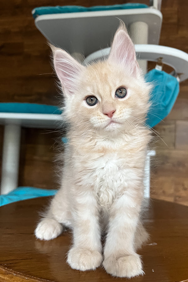 Richi | Maine Coon Kitten