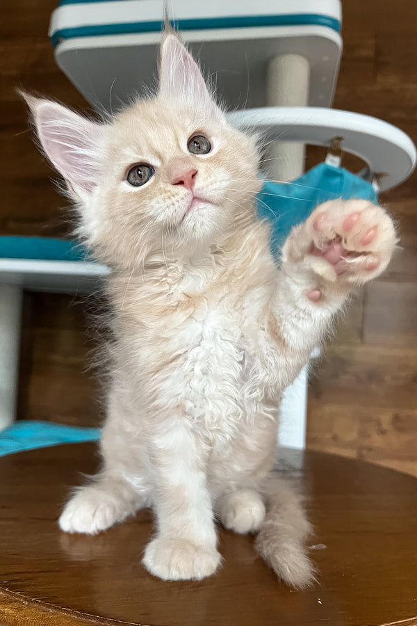 Richi | Maine Coon Kitten