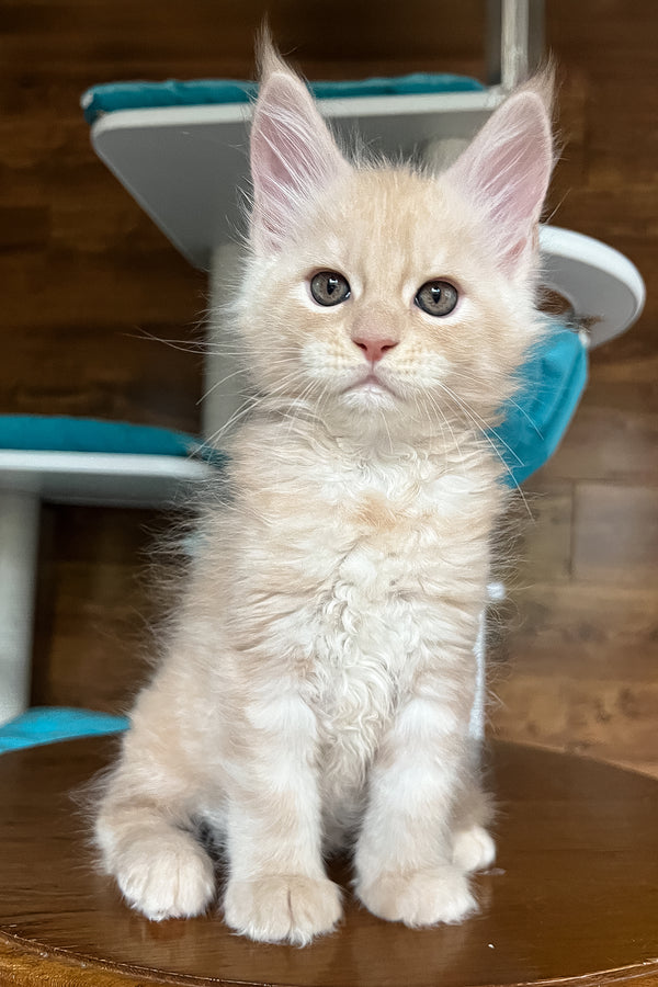 Richi | Maine Coon Kitten
