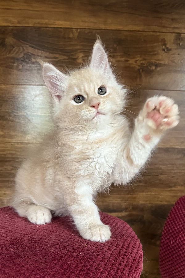 Richi | Maine Coon Kitten