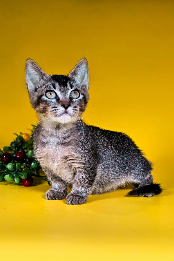 Amalia | Munchkin Kitten