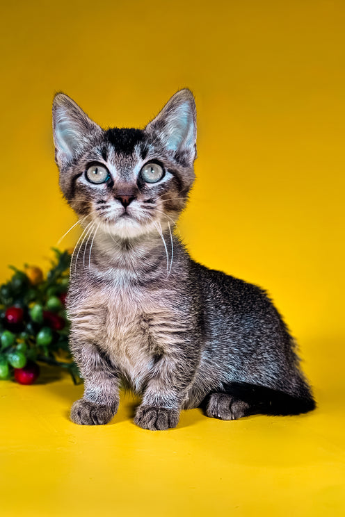 Аmalia | Munchkin Kitten