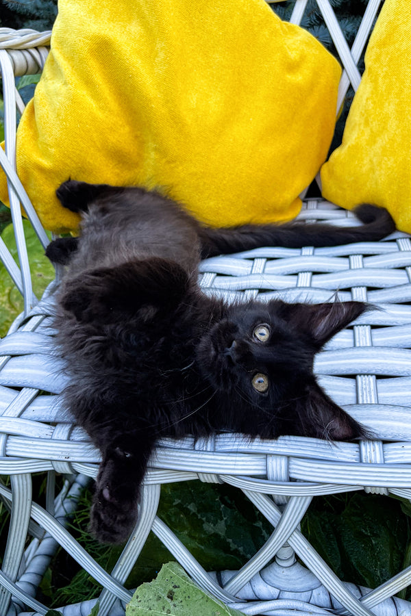 Bax | Maine Coon Kitten