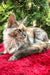 Love | Maine Coon Kitten