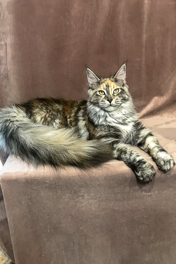 Love | Maine Coon Kitten