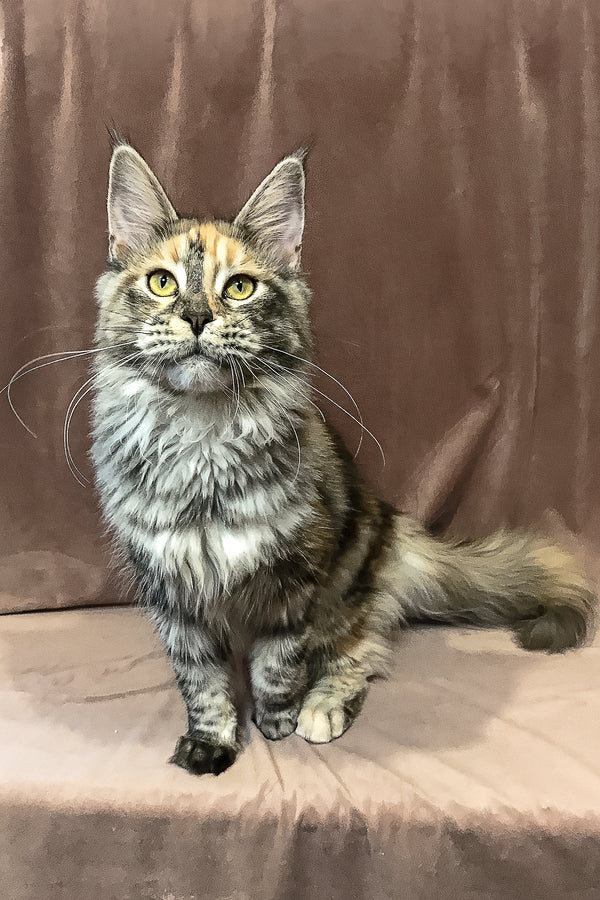 Find your Sweet Maine Coon Kitten, Love! Purebred Kitties