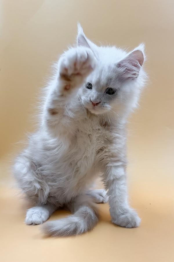 Macaron | Maine Coon Kitten