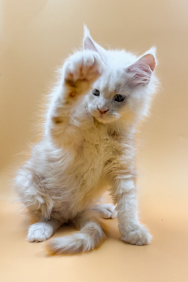 Macaron | Maine Coon Kitten
