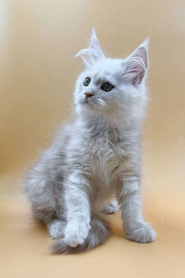 Macaron | Maine Coon Kitten