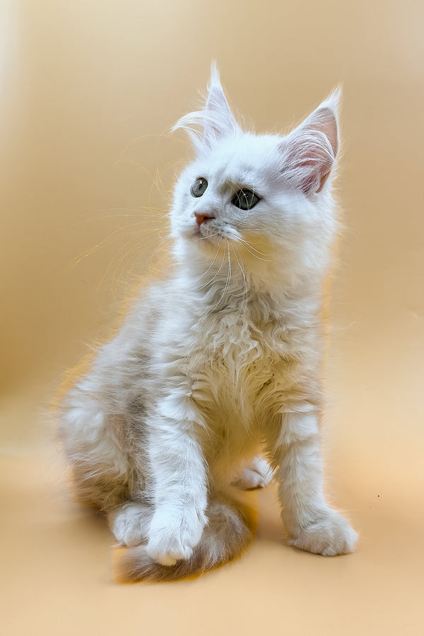 Macaron | Maine Coon Kitten