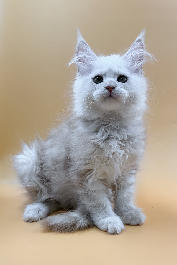 Macaron | Maine Coon Kitten