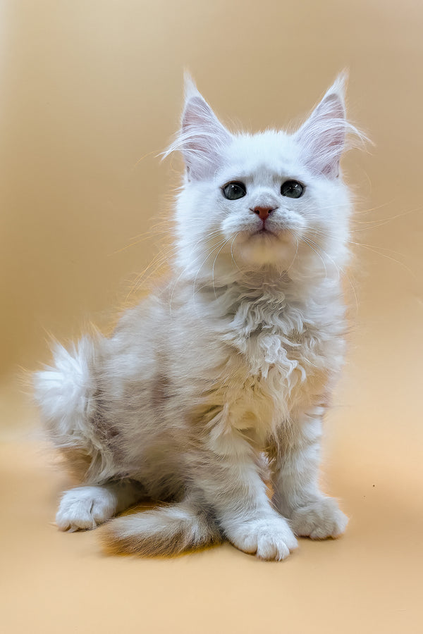 Macaron | Maine Coon Kitten