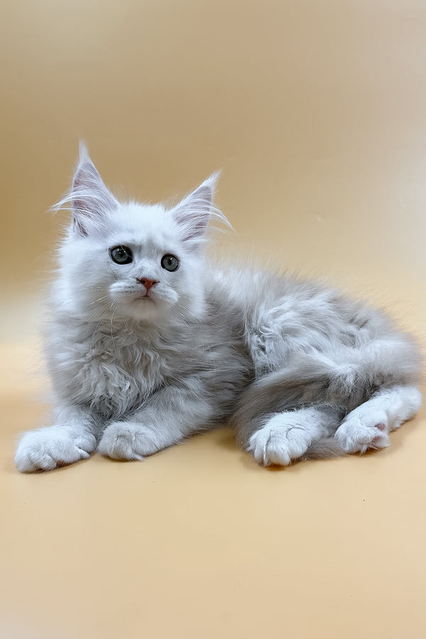 Macaron | Maine Coon Kitten