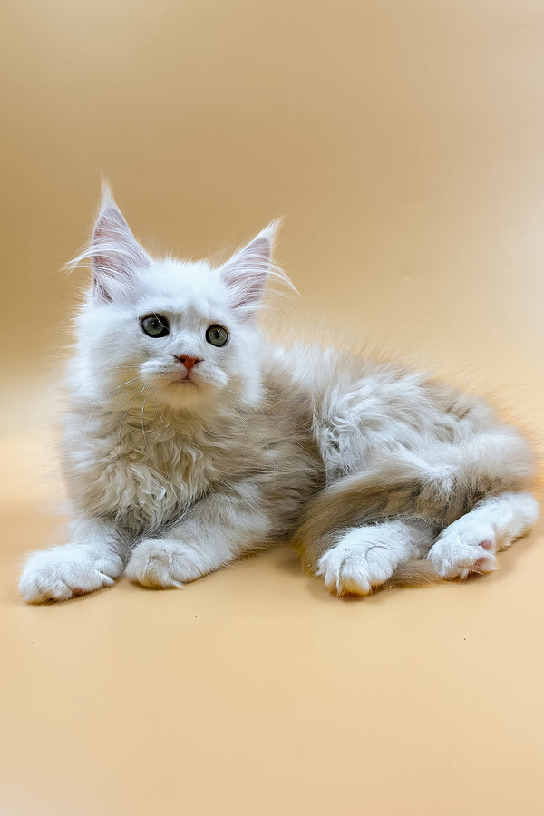Macaron | Maine Coon Kitten