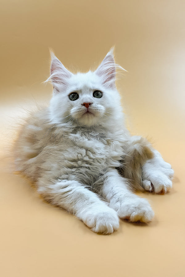 Macaron | Maine Coon Kitten
