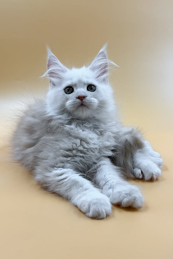Macaron | Maine Coon Kitten
