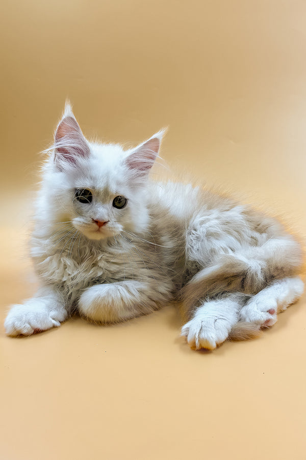 Macaron | Maine Coon Kitten
