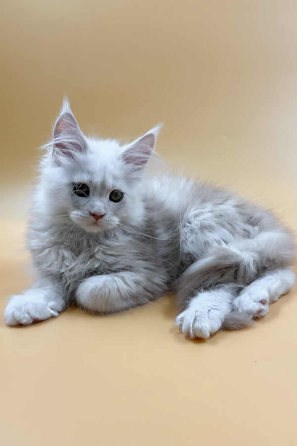 Macaron | Maine Coon Kitten
