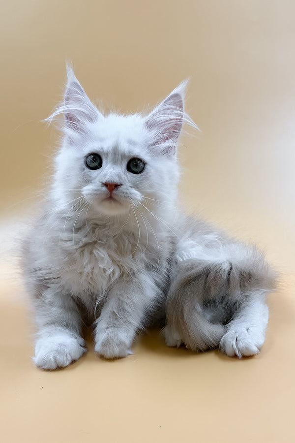 Macaron | Maine Coon Kitten