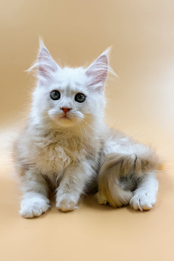 Macaron | Maine Coon Kitten