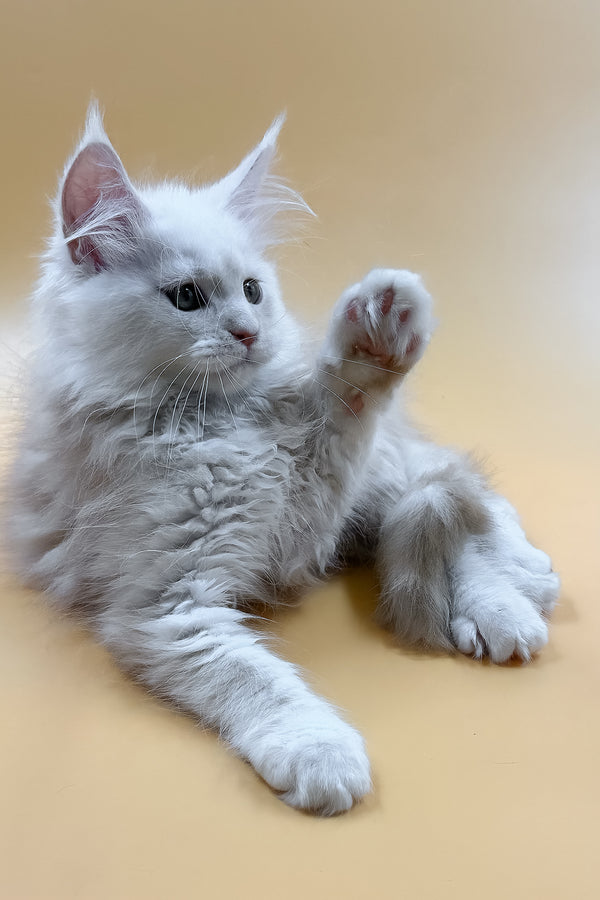 Macaron | Maine Coon Kitten
