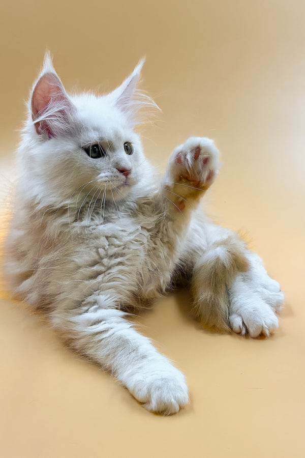 Macaron | Maine Coon Kitten