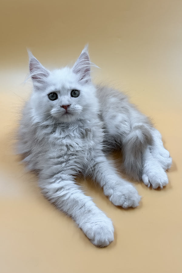 Macaron | Maine Coon Kitten