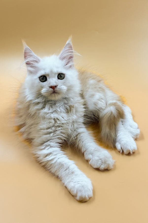 Macaron | Maine Coon Kitten