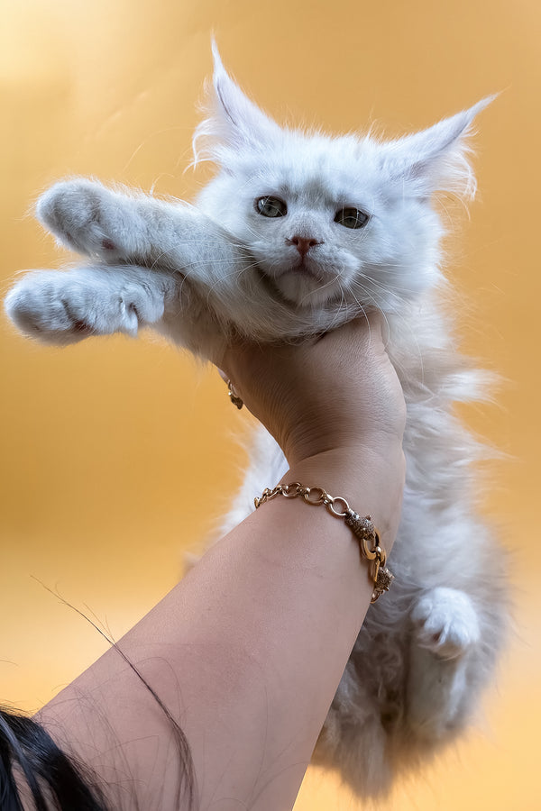 Macaron | Maine Coon Kitten