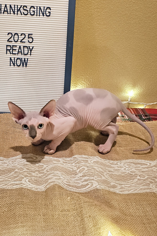 Spot | Sphynx Kitten