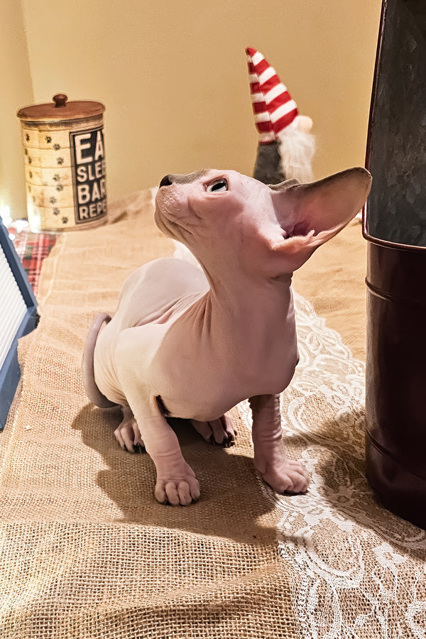Spot | Sphynx Kitten