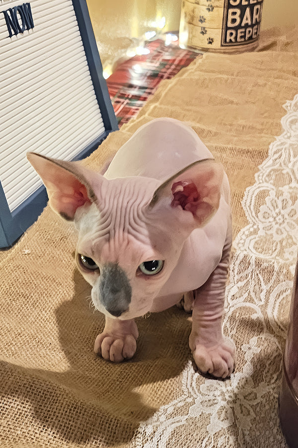 Spot | Sphynx Kitten