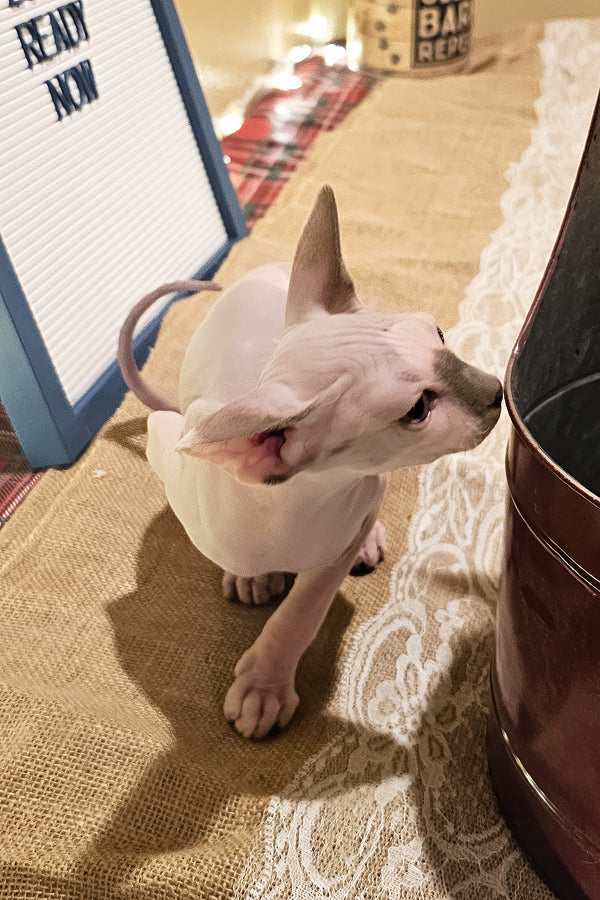 Spot | Sphynx Kitten
