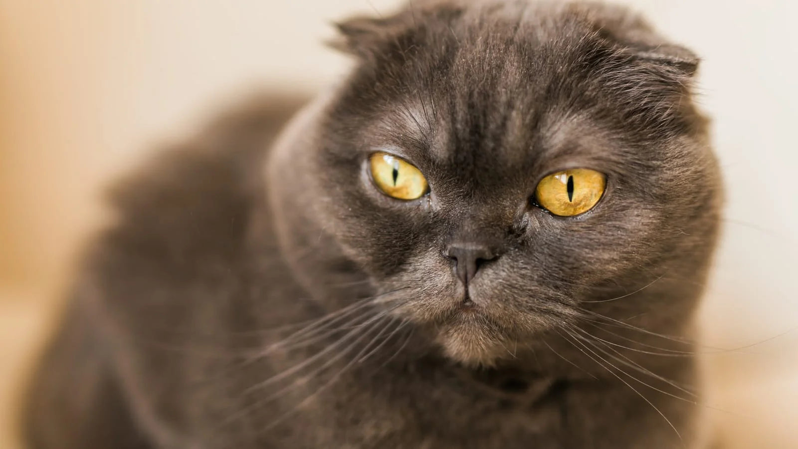 scottish fold health problems