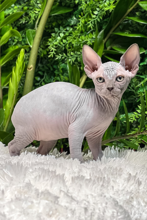 Amalia | Sphynx Kitten