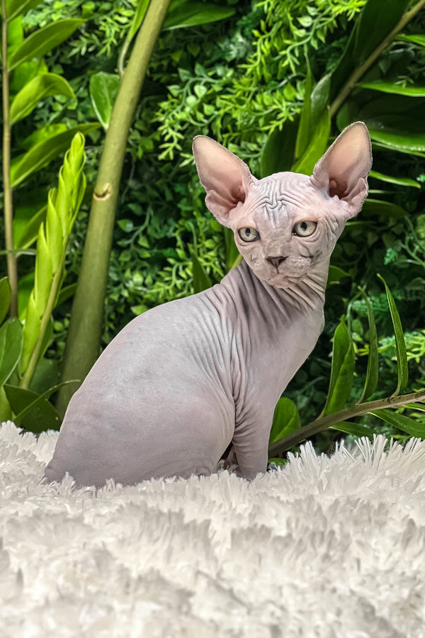 Amalia | Sphynx Kitten