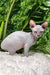 Amalia | Sphynx Kitten