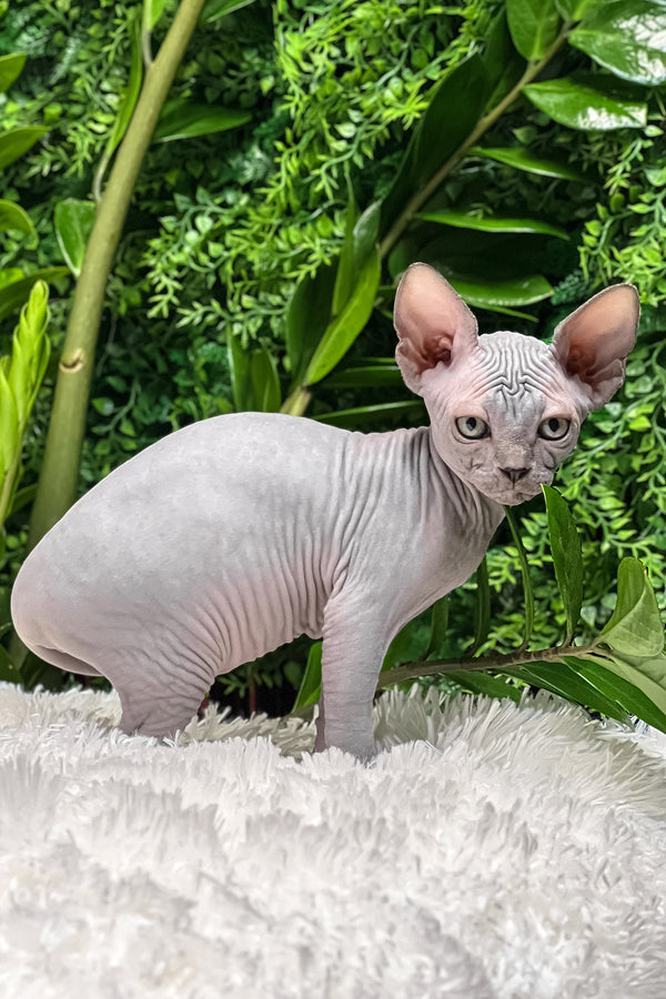 Amalia | Sphynx Kitten