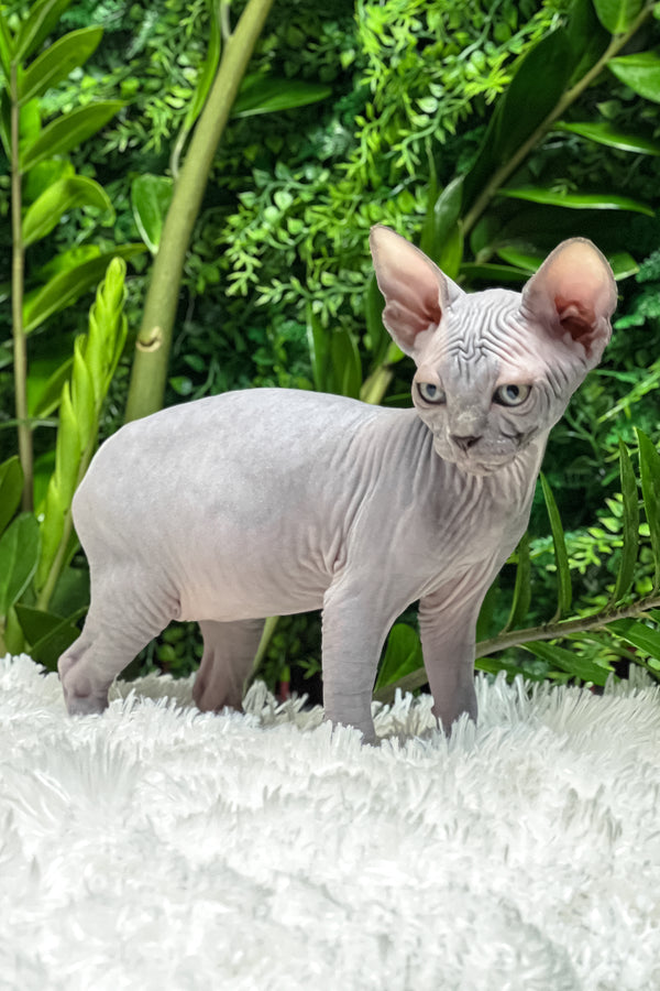 Amalia | Sphynx Kitten