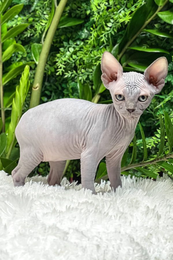 Amalia | Sphynx Kitten