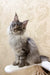 Amer | Maine Coon Kitten