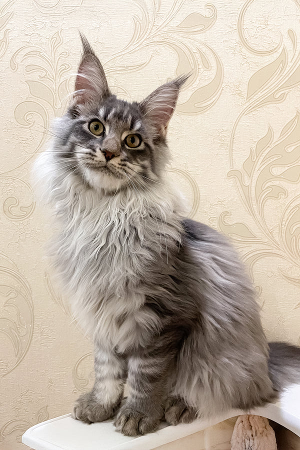 Amer | Maine Coon Kitten