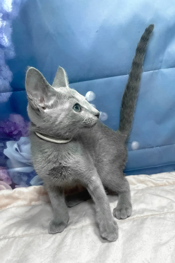 Archi | Russian Blue Kitten