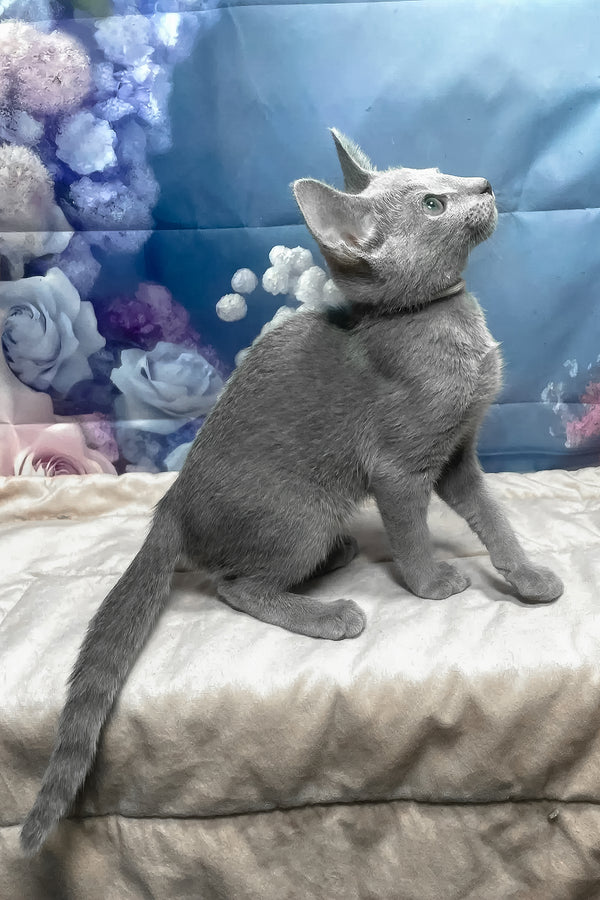 Archi | Russian Blue Kitten