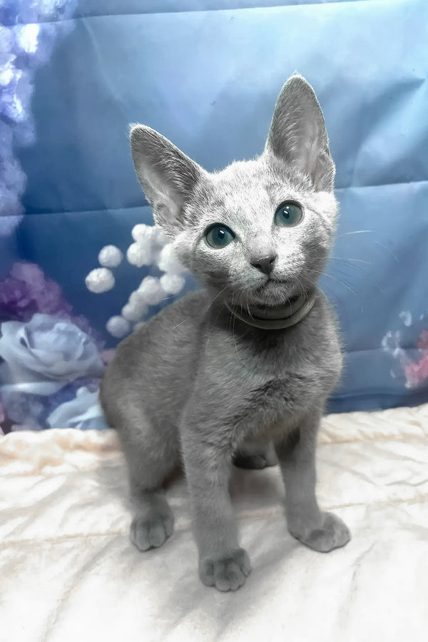Archi | Russian Blue Kitten