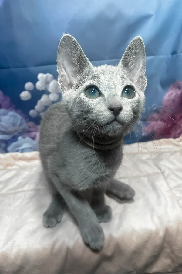 Archi | Russian Blue Kitten