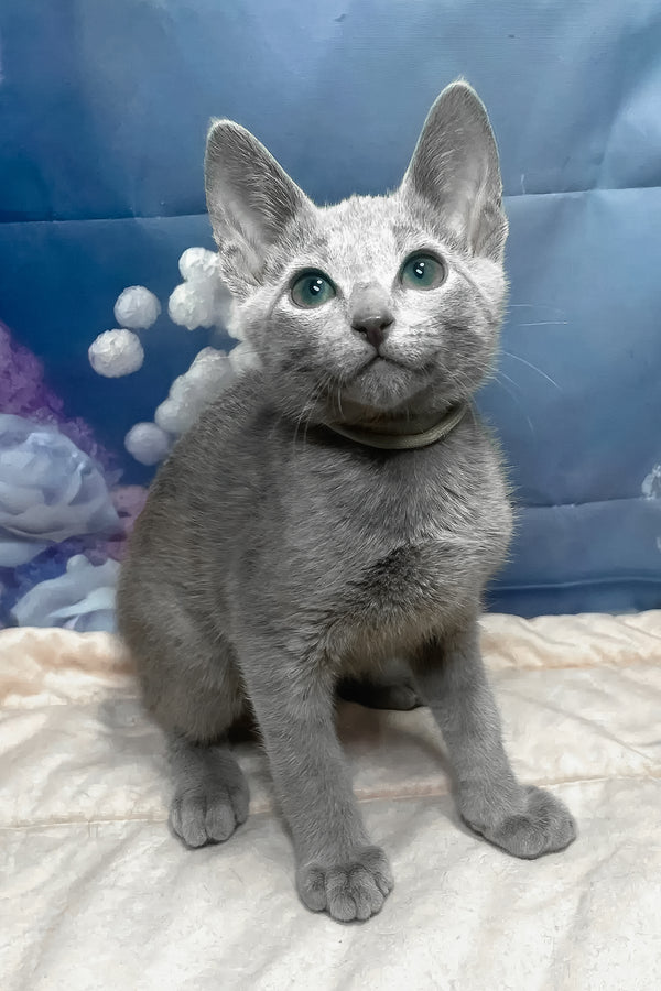Archi | Russian Blue Kitten