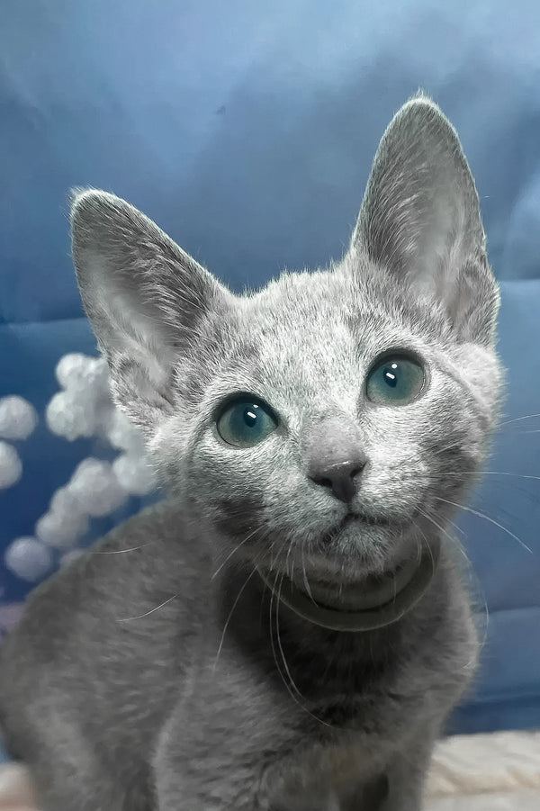 Archi | Russian Blue Kitten