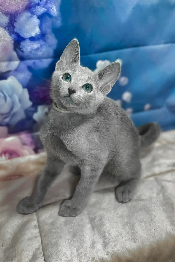 Archi | Russian Blue Kitten