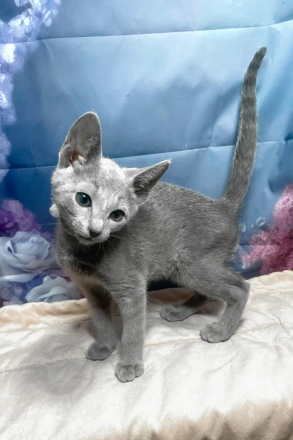 Archi | Russian Blue Kitten